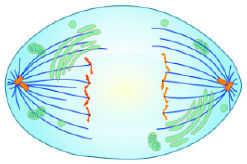 Anaphase