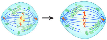 Metaphase