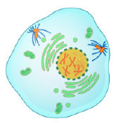 Prophase