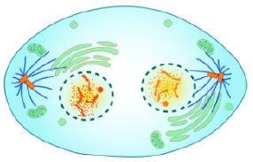 Telophase