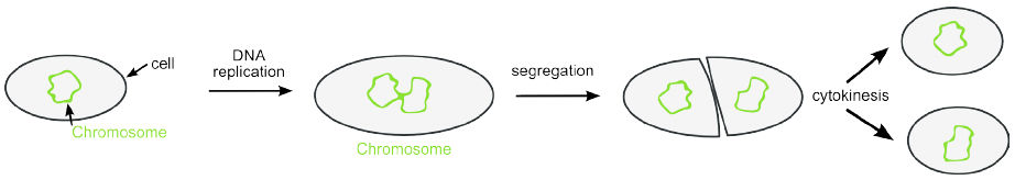 Binary Fission