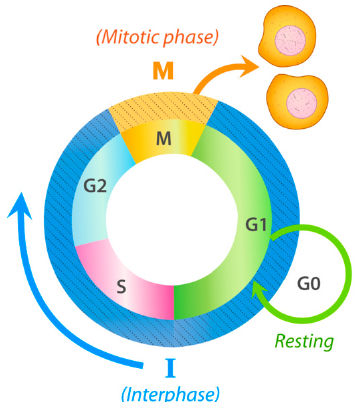 Cell Cycle