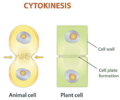 Cytokinesis