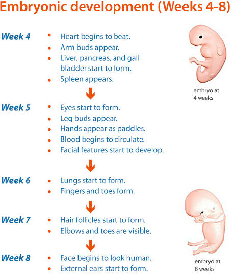 Embryo