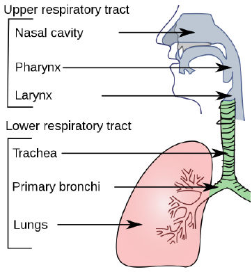 Respiratory System